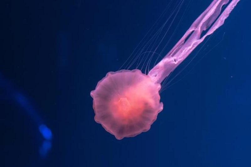 Конъюгаты антитело-лекарственное средства (ADC), области применения фильтрующего оборудования Alioth Biotech